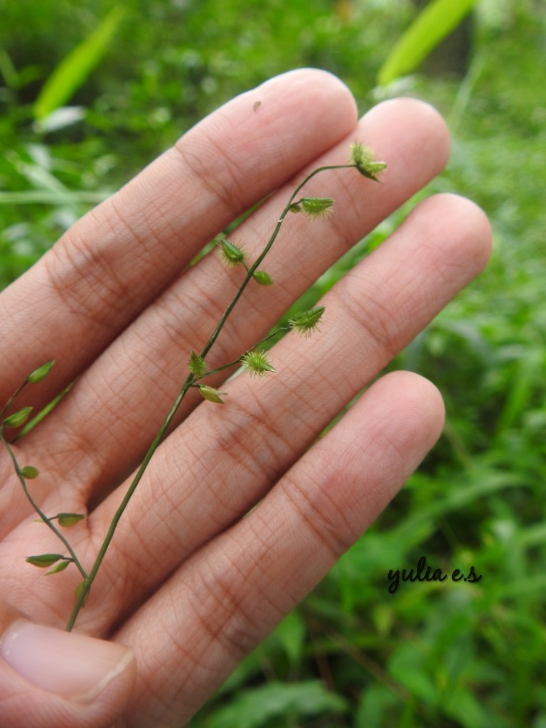 Menemukan rumput Pseudechinolaena polystachya