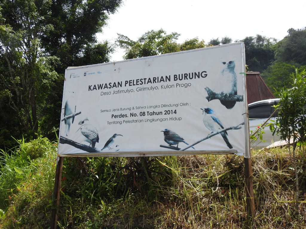 Menyambangi Desa Ramah Burung: Desa Jatimulyo, Kulon Progo, Jawa Tengah
