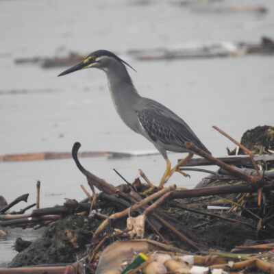 #41 Kokokan laut: burung-air yang masih terlihat di Jakarta